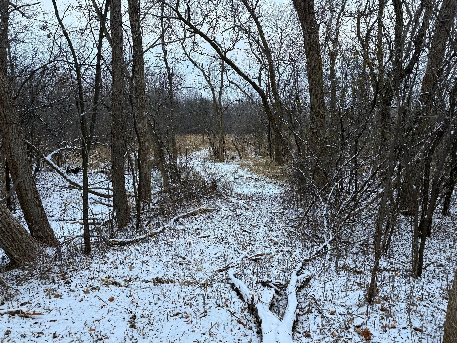 Sparse trees stand still in a tranquil forest, with light snow covering the ground and branches, creating a serene winter landscape amidst bare branches and a distant thicket.