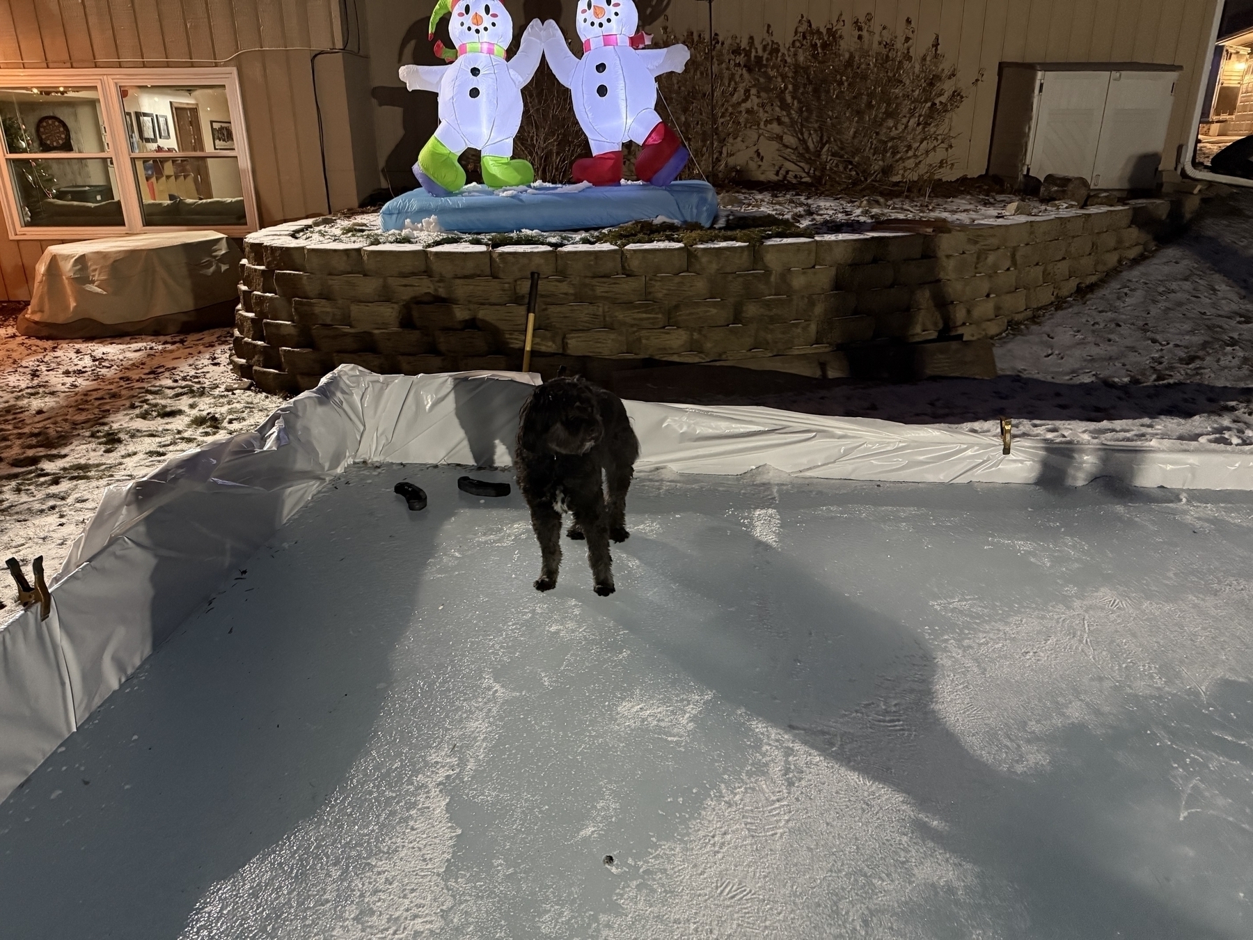 A dog stands on an ice rink in a snowy yard at night. Behind, inflatable snowmen are positioned on a stone wall, with a house illuminated in the background.