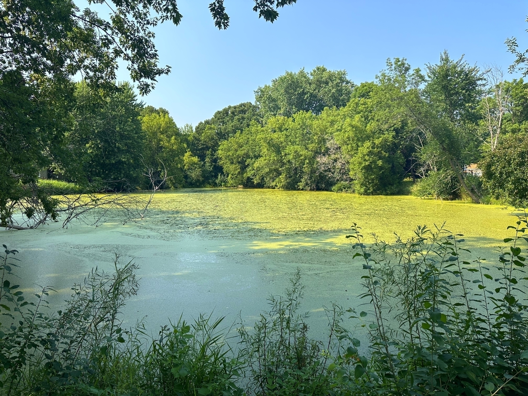 A pond sits still, covered in green algae, surrounded by dense, leafy trees under a clear blue sky, with plants in the foreground.