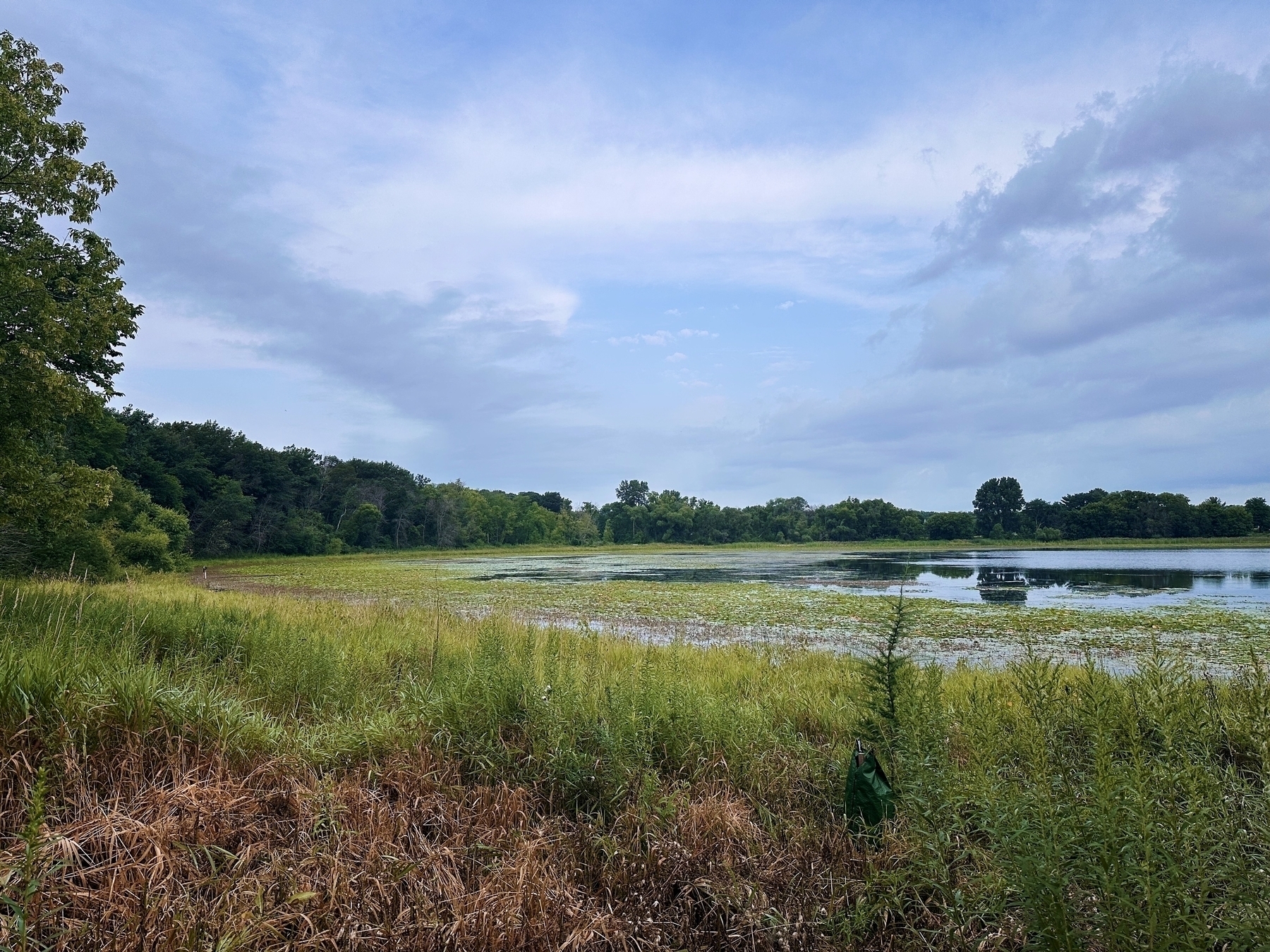 A calm lake reflecting a partly cloudy sky is surrounded by lush green grass, tall reeds, and dense forest stretching into the distance.