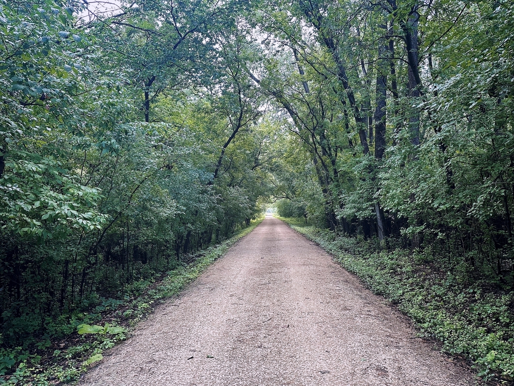 A gravel path extends forward, surrounded by dense green foliage and trees arching overhead, creating a serene, forested tunnel-like environment.