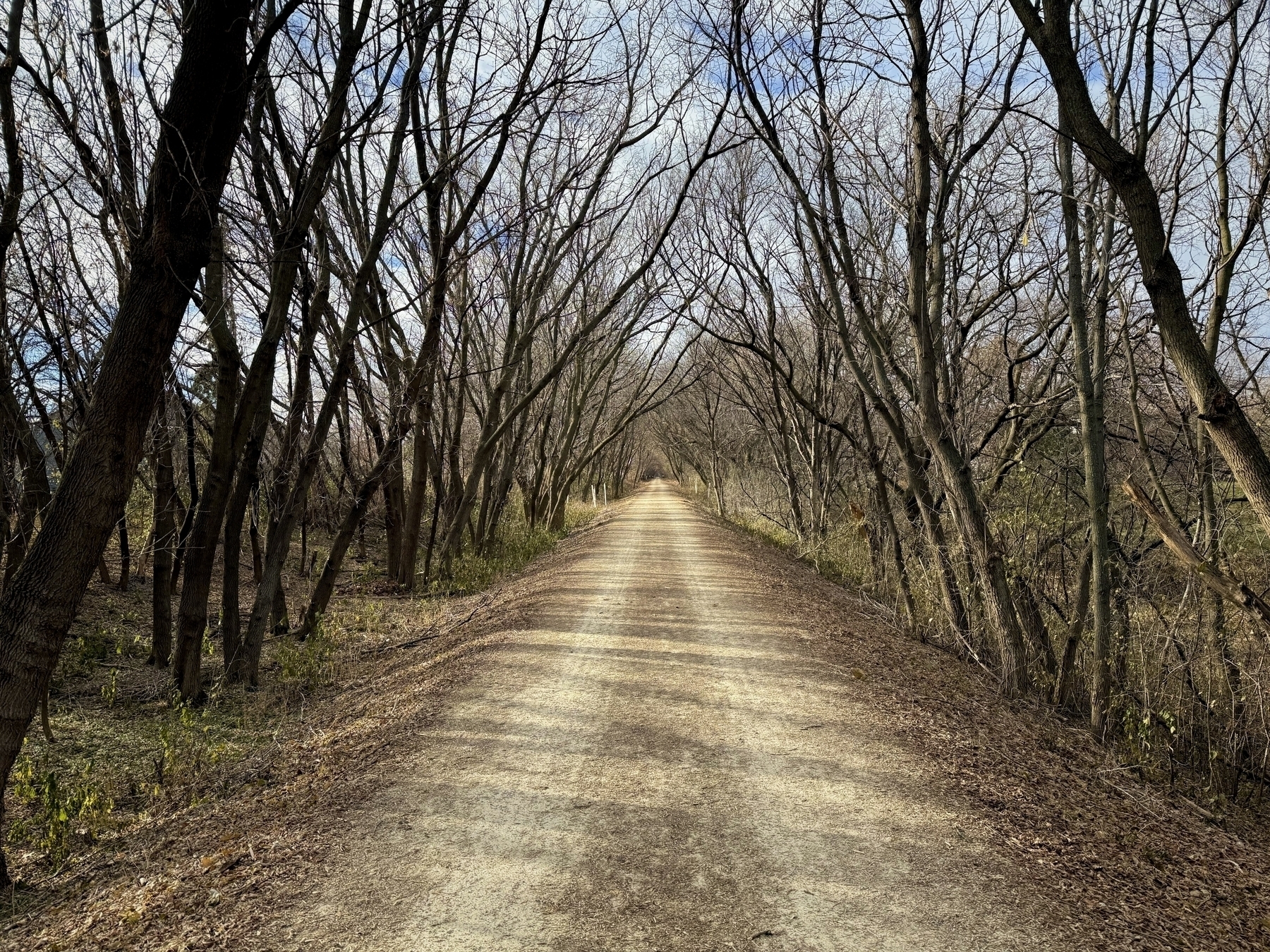 A winding dirt path stretches into the distance, flanked by leafless trees arching overhead, amidst a serene, wintry forest setting.