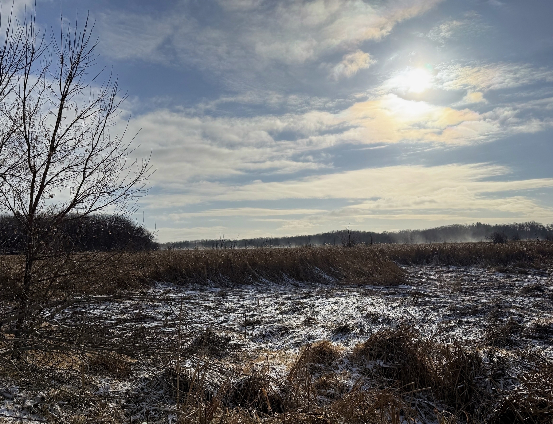 A leafless tree stands by a frost-covered marsh, bathed in sunlight. Wispy clouds scatter across the expansive sky, underlining the serene, wintry landscape.