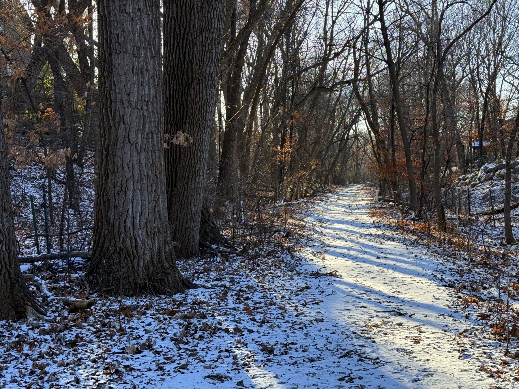 Snow-dusted path, stretching between tall trees, winds through a leaf-strewn forest in winter. Sunlight filters through bare branches, casting long shadows on the ground.