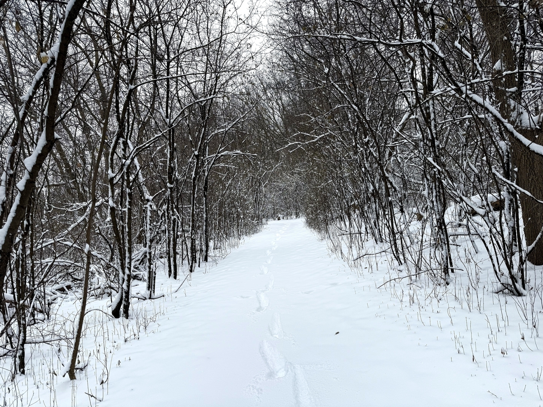 Snow-covered path stretches into a forest, flanked by bare trees dusted with snow. Footprints trail along the path, highlighting solitude in a winter landscape.