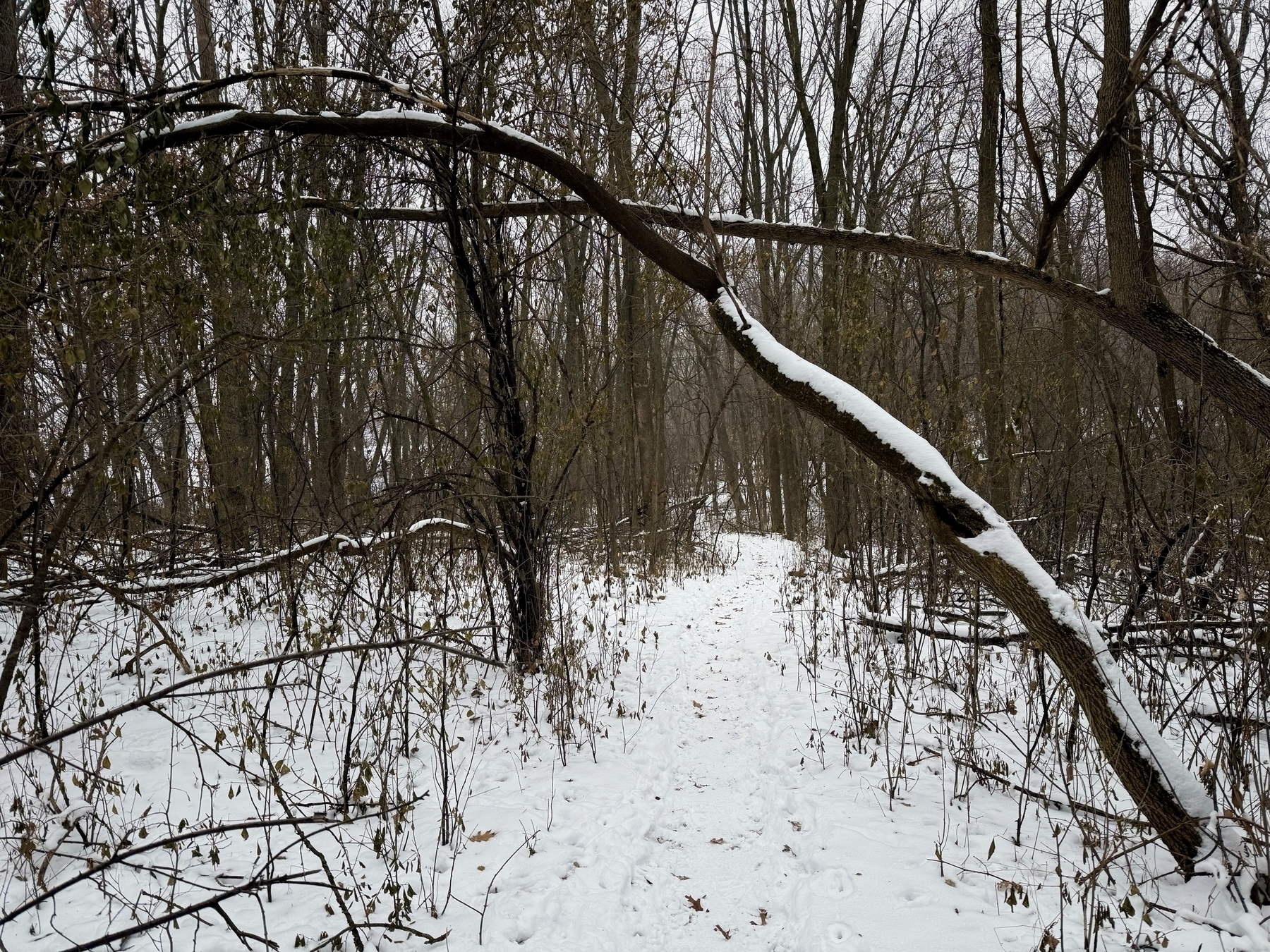 A snow-covered fallen branch arches over a narrow, winding path in a dense, leafless forest, creating a natural gateway amidst the wintry scenery.