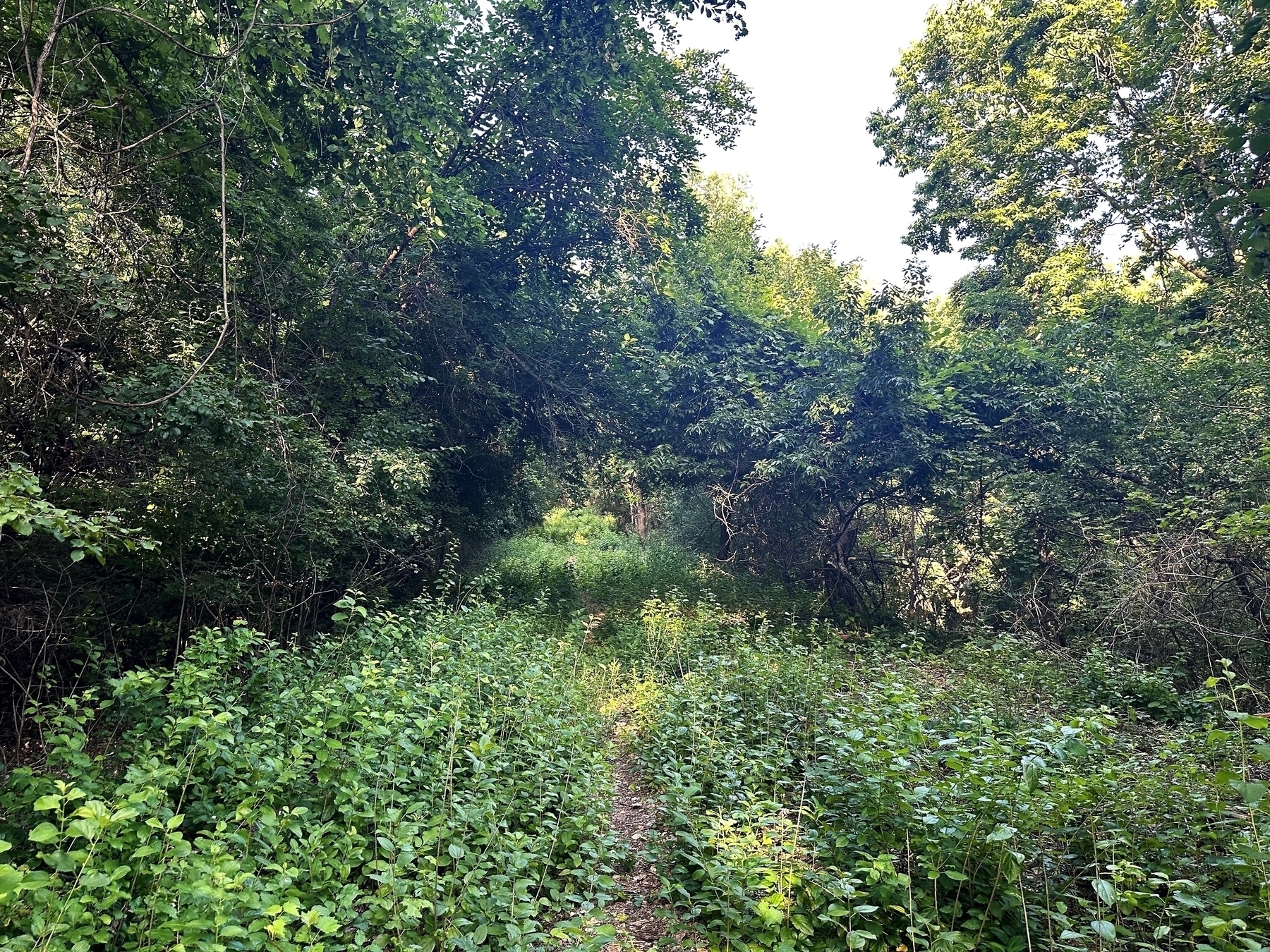 A narrow, slightly overgrown path winds through a dense forest with lush green foliage and thick tree canopies, creating a serene, shaded environment.