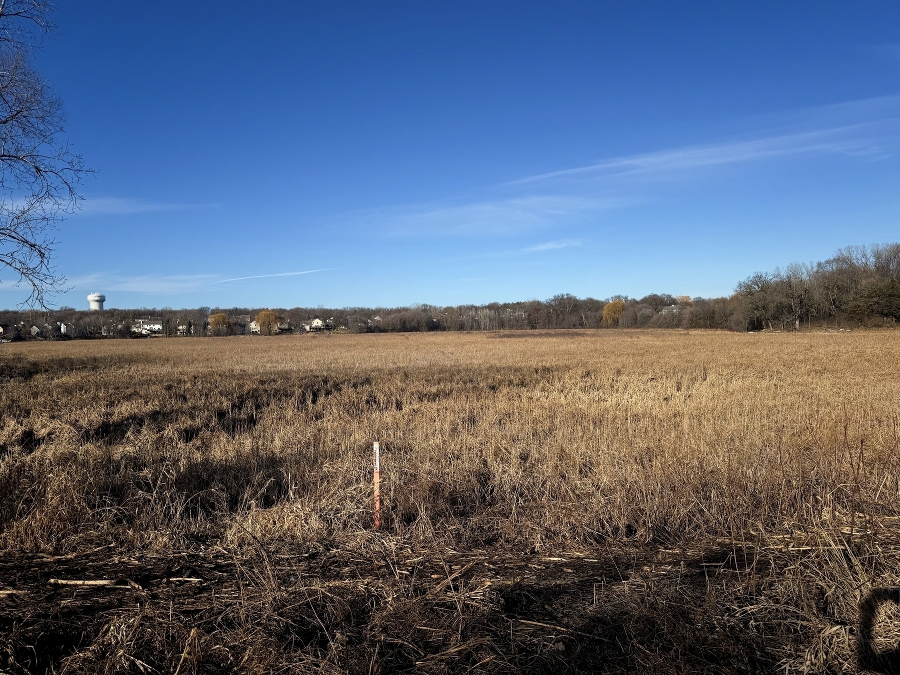 A field of dry grass stands still under a clear blue sky, bordered by distant trees and houses along the horizon, with a water tower visible in the background.