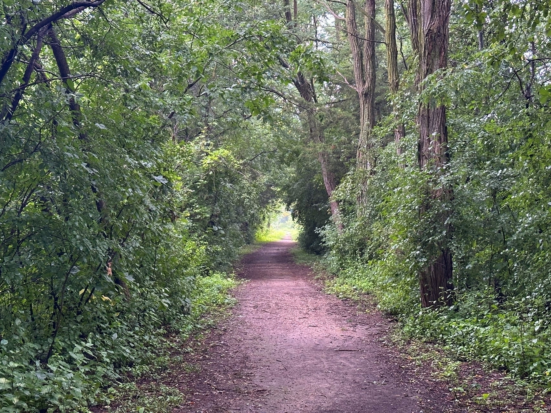 A dirt path extends forward, surrounded by dense, green foliage, and tall trees in a forested area. The pathway is empty, leading into a bright clearing in the distance.