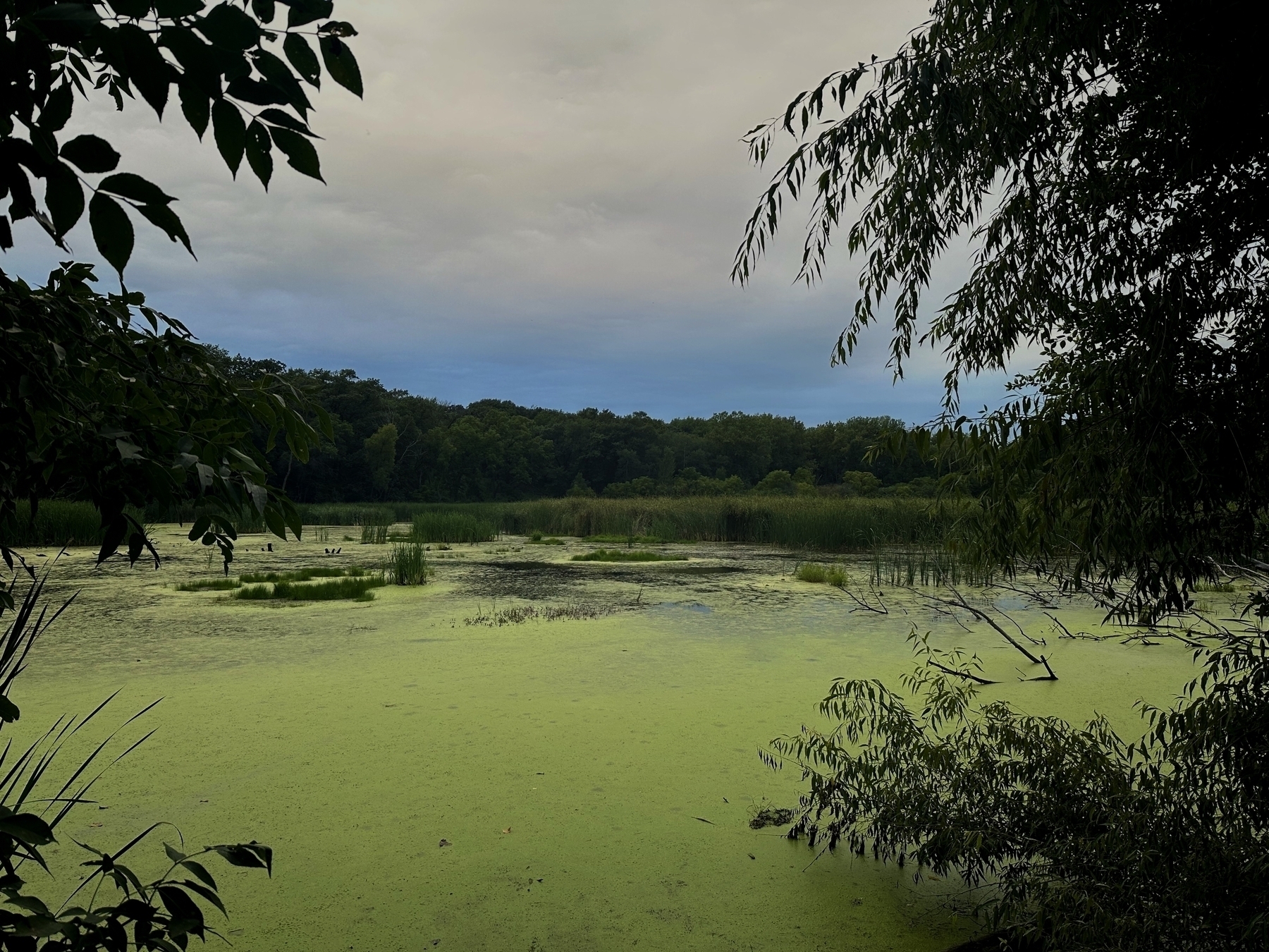 A pond covered in green algae sits still, framed by overhanging tree branches, with dense forest in the background under a cloudy sky.