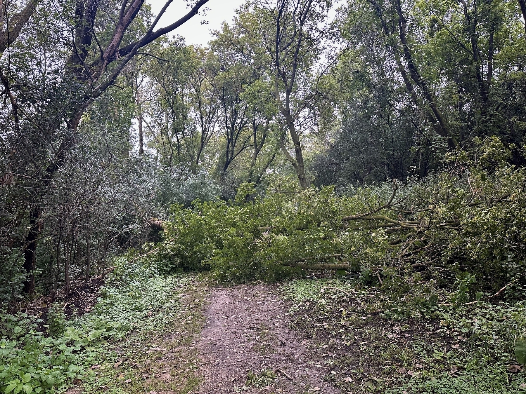 A large tree lies fallen across a dirt path, surrounded by dense, green forest, with sunlight filtering through the trees.