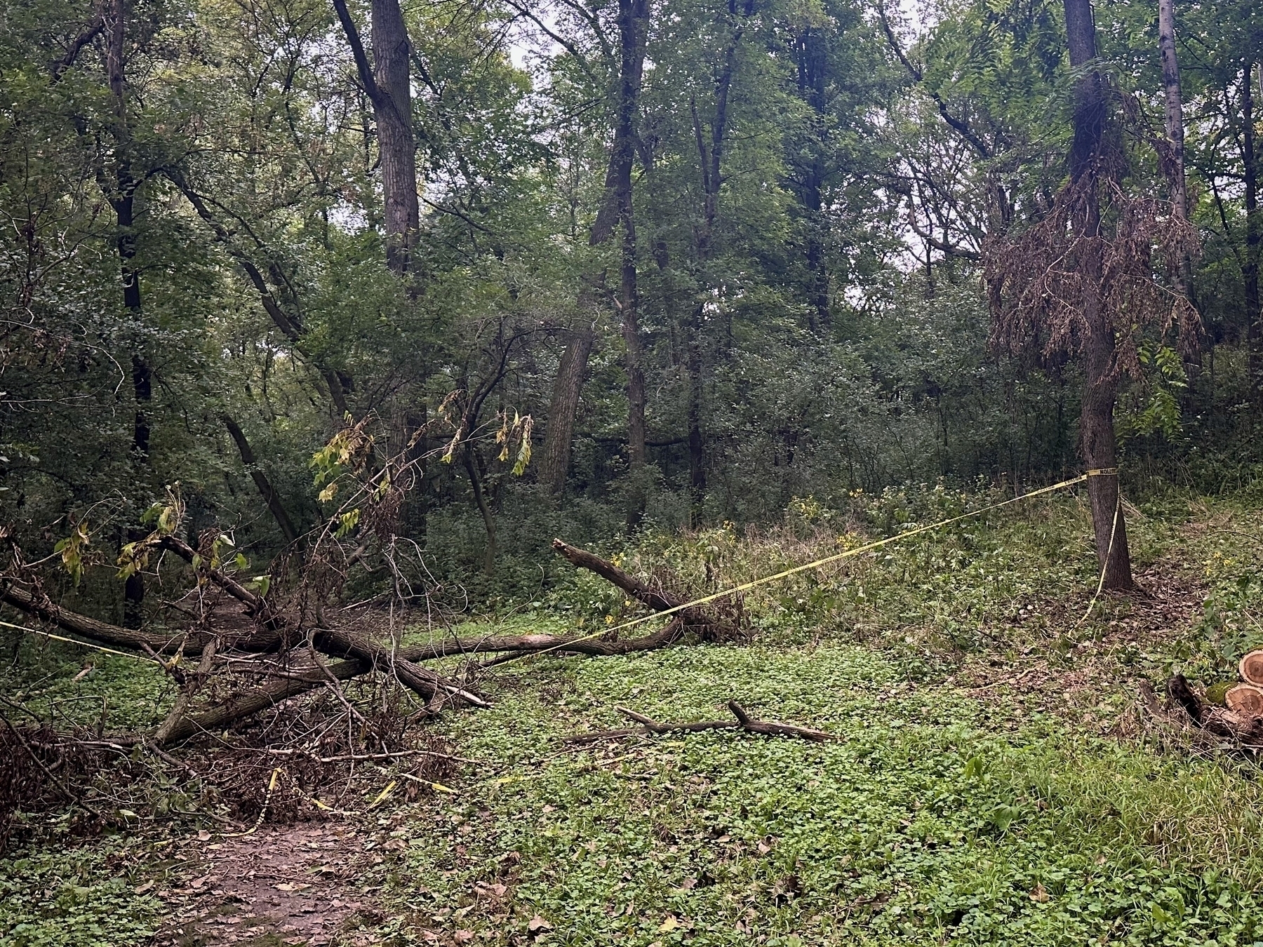 Fallen tree blocks a narrow dirt path in a dense forest, secured by yellow caution tape tied to surrounding trees.