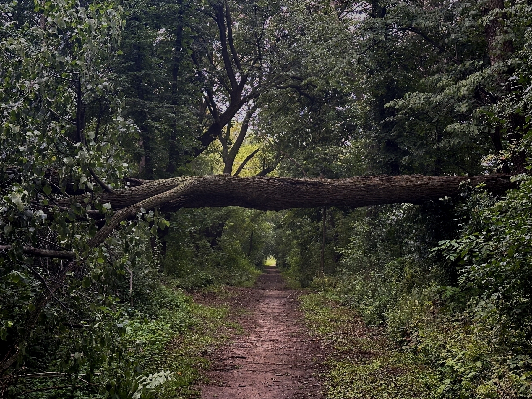 A fallen tree hangs across a dirt path within a dense, green forest.