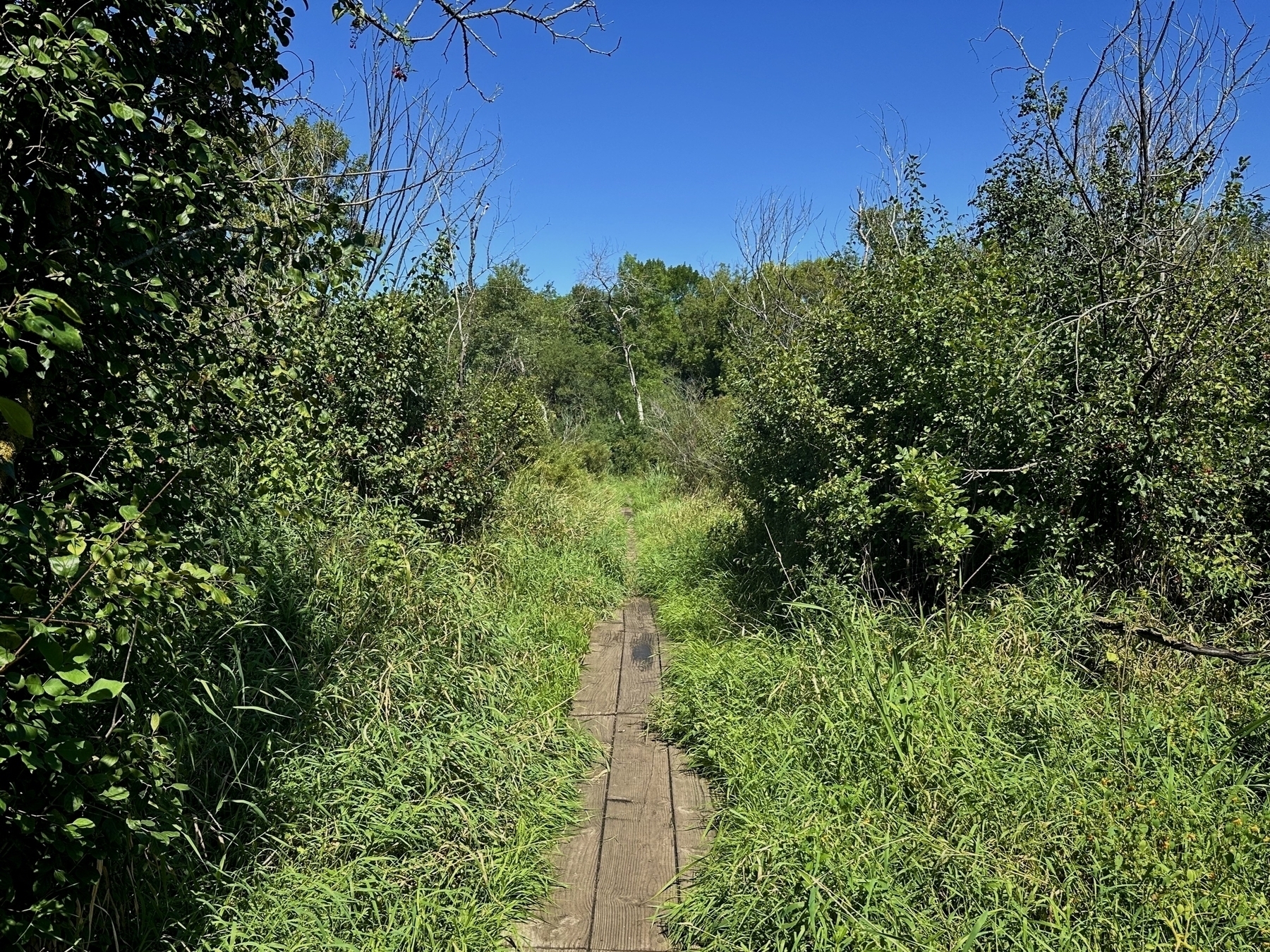 Wooden boardwalk meanders through overgrown grass and dense foliage beneath a vibrant blue sky, suggesting a nature trail or forest path. Surrounding plants create a wild, lush environment.