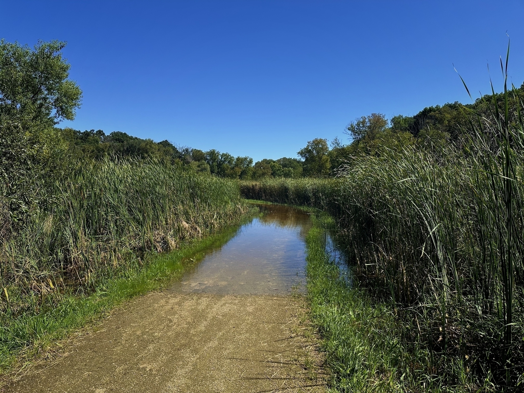 A dirt path partially submerged in water extends through tall reeds and grass, surrounded by lush green trees under a clear blue sky.