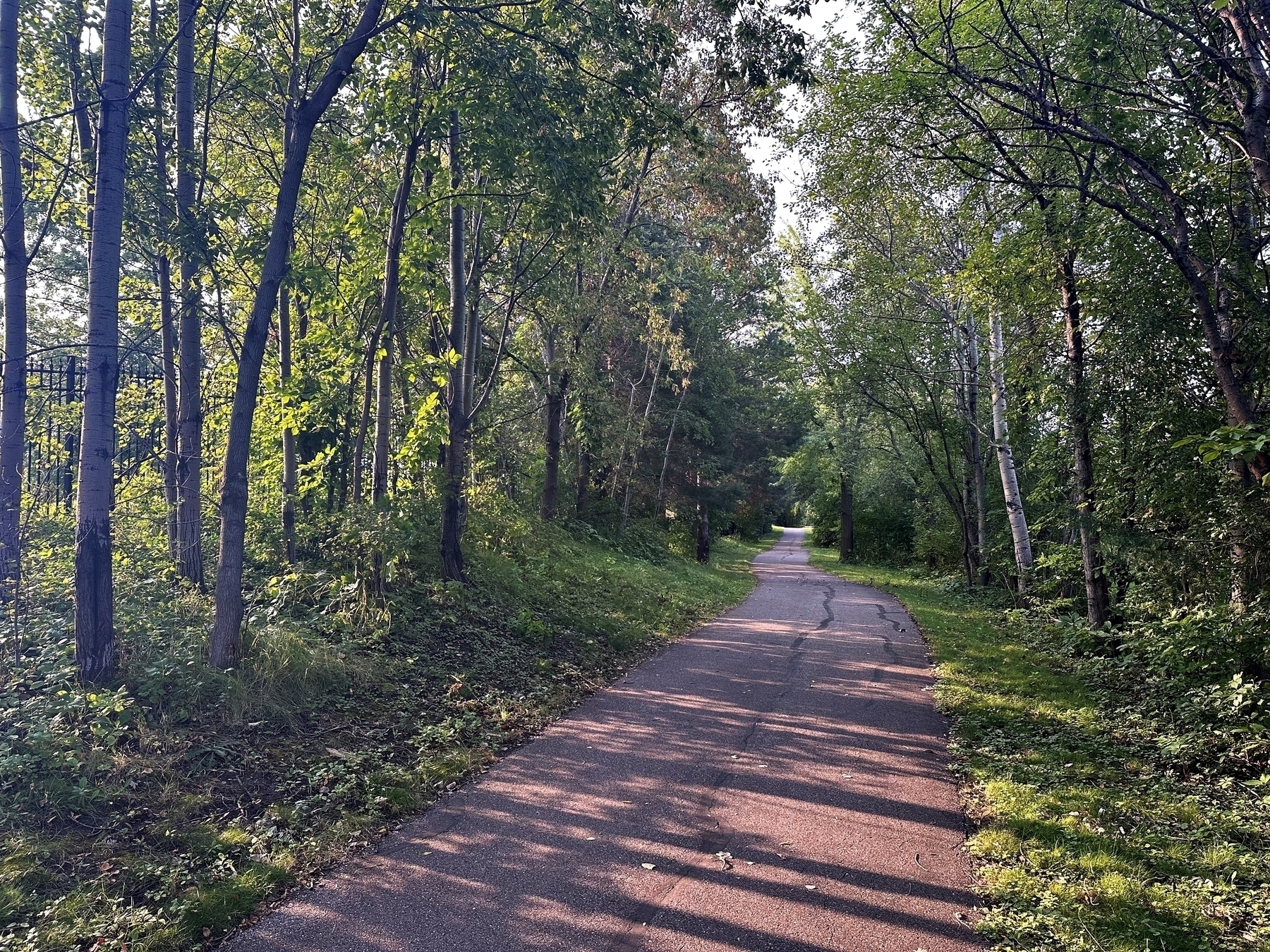 A paved path stretches through a dense forest, with sunlight filtering through green trees and creating dappled shadows on the ground.