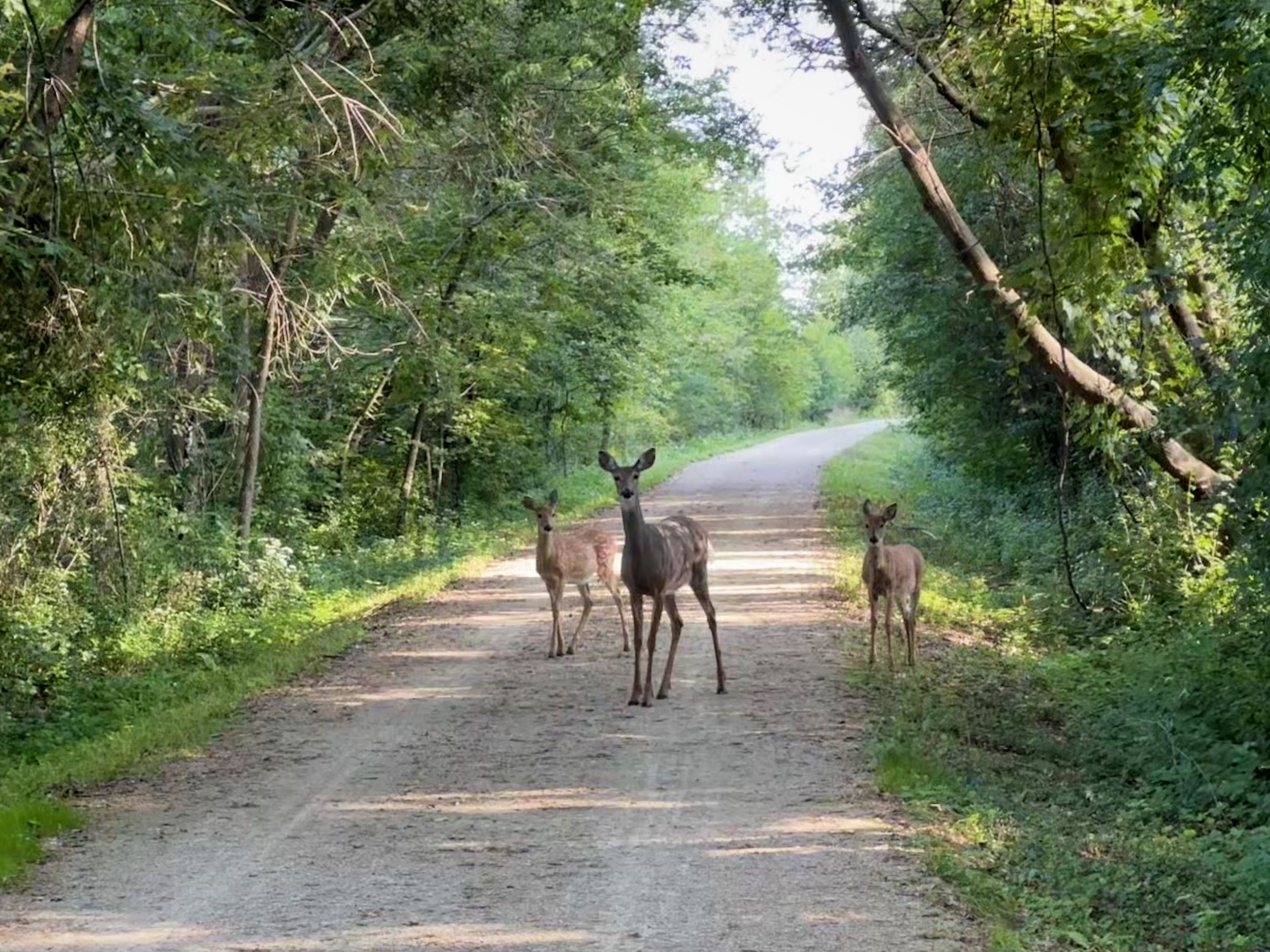 Three deer standing on a dirt path, surrounded by dense green foliage, with a curving road in the background.