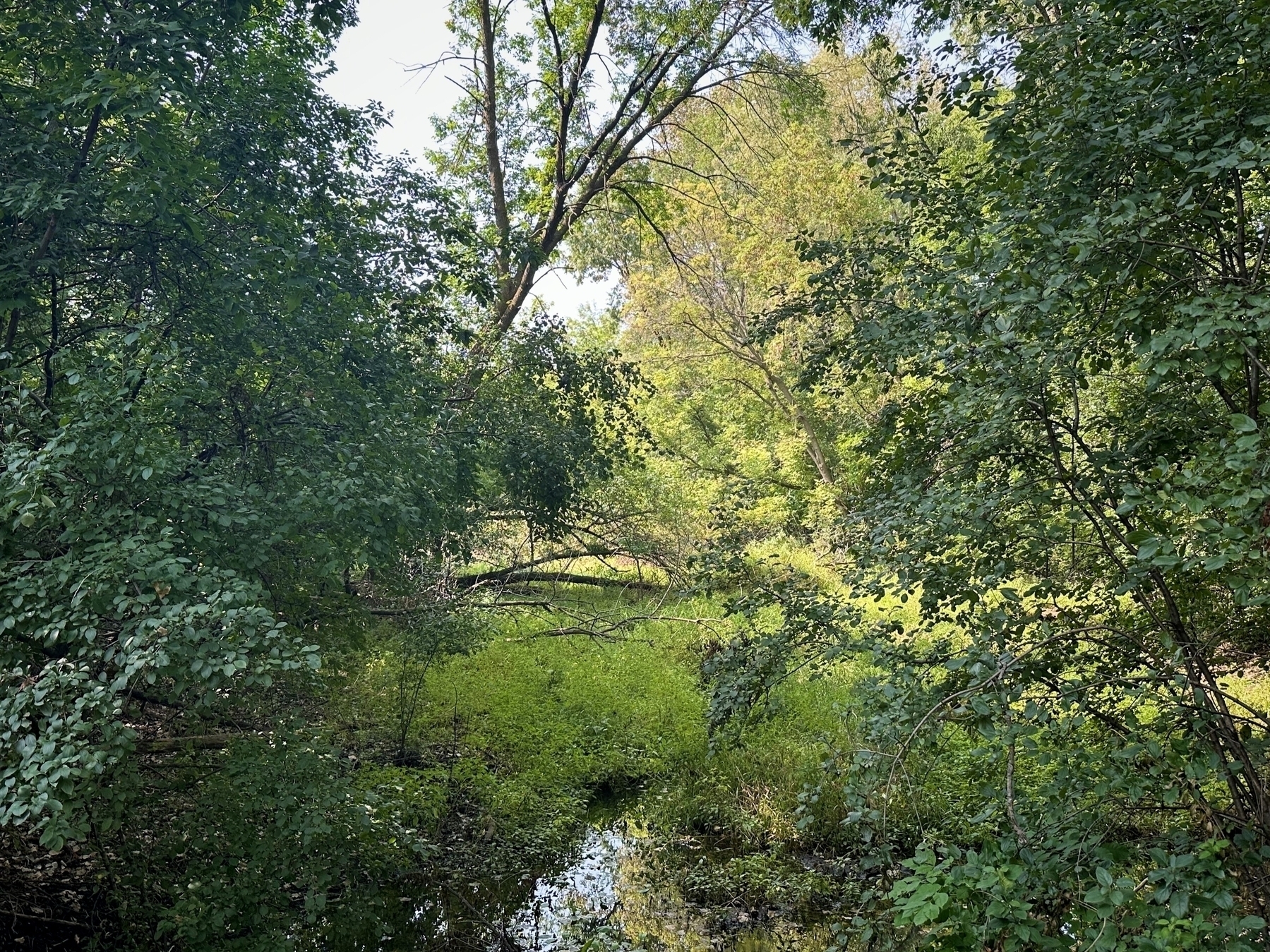 Lush green trees and shrubs surround a small, still pond reflecting the foliage. Sunlight filters through the dense canopy creating a serene woodland setting.