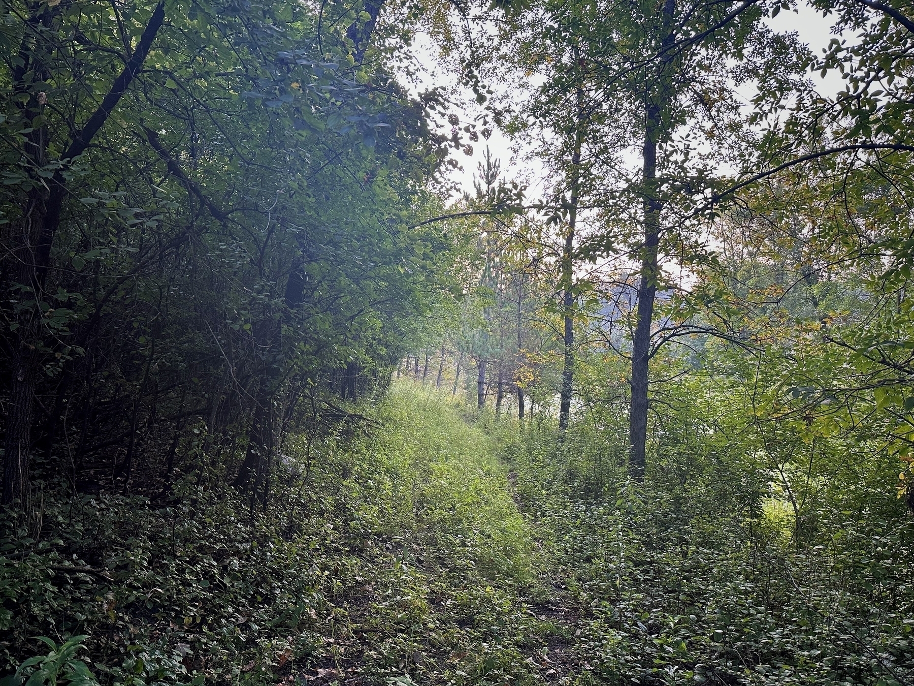 Sunlit forest path winds through dense greenery and trees, creating a serene natural setting with light filtering from behind.