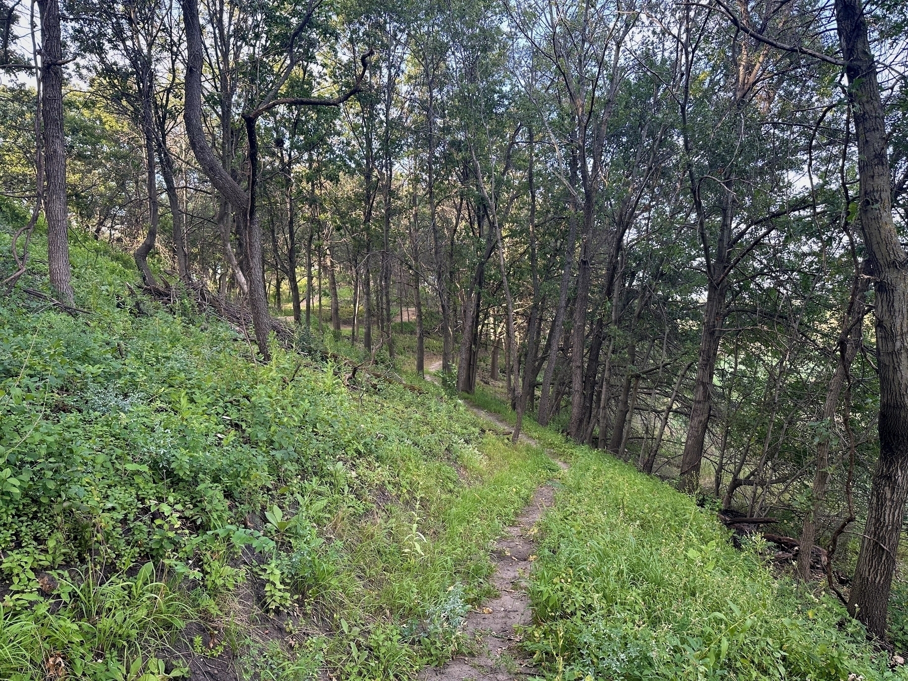 A narrow dirt path winds through a forest of tall, thin trees, bordered by dense green underbrush on a sloping hill.