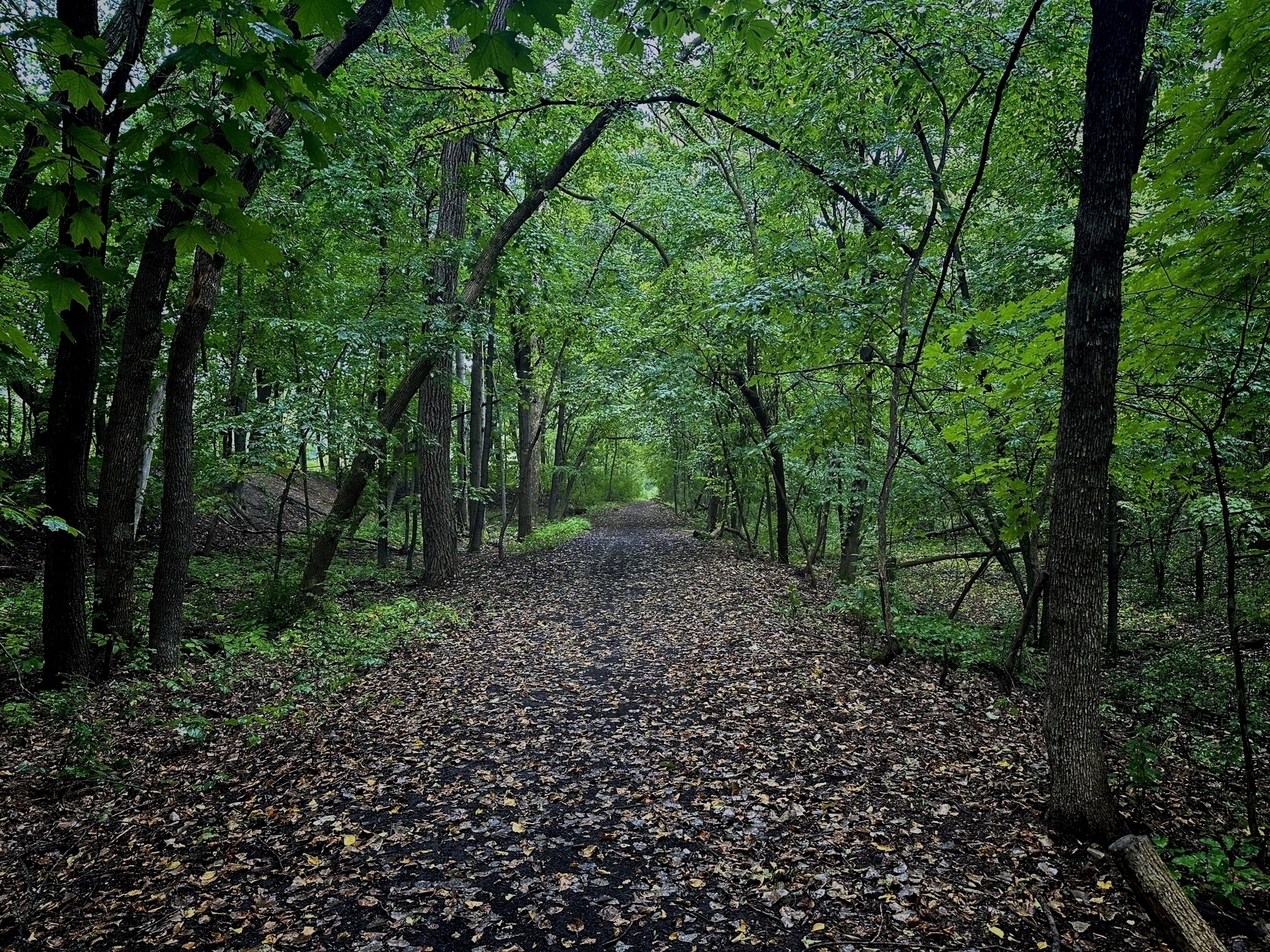 A narrow, leaf-covered path winds through a dense forest with tall trees and lush green foliage, creating a serene, natural setting.