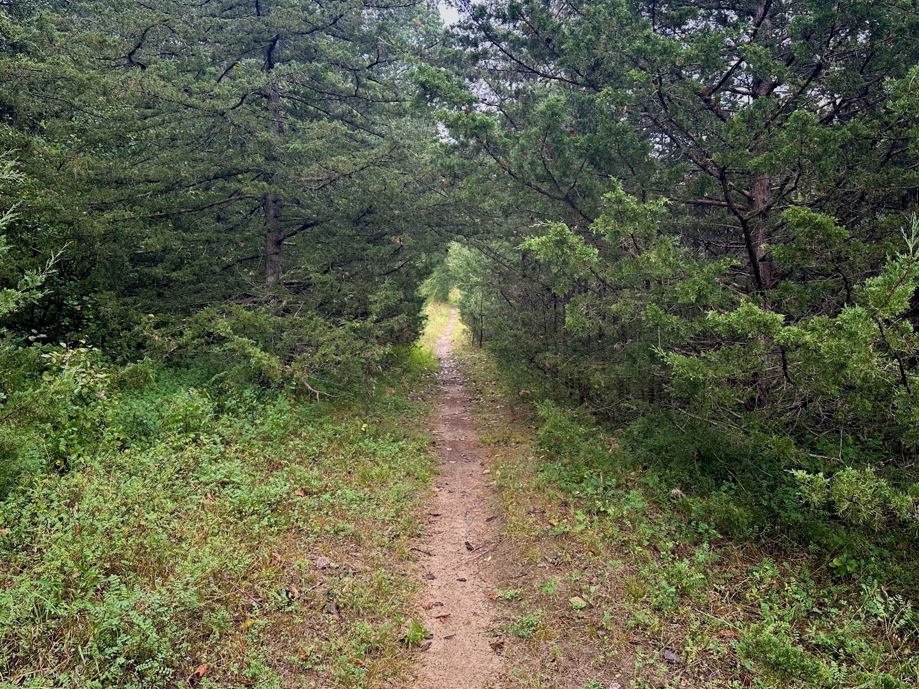 A narrow dirt path cuts through dense, green forest foliage, leading into the distance under an overcast sky.