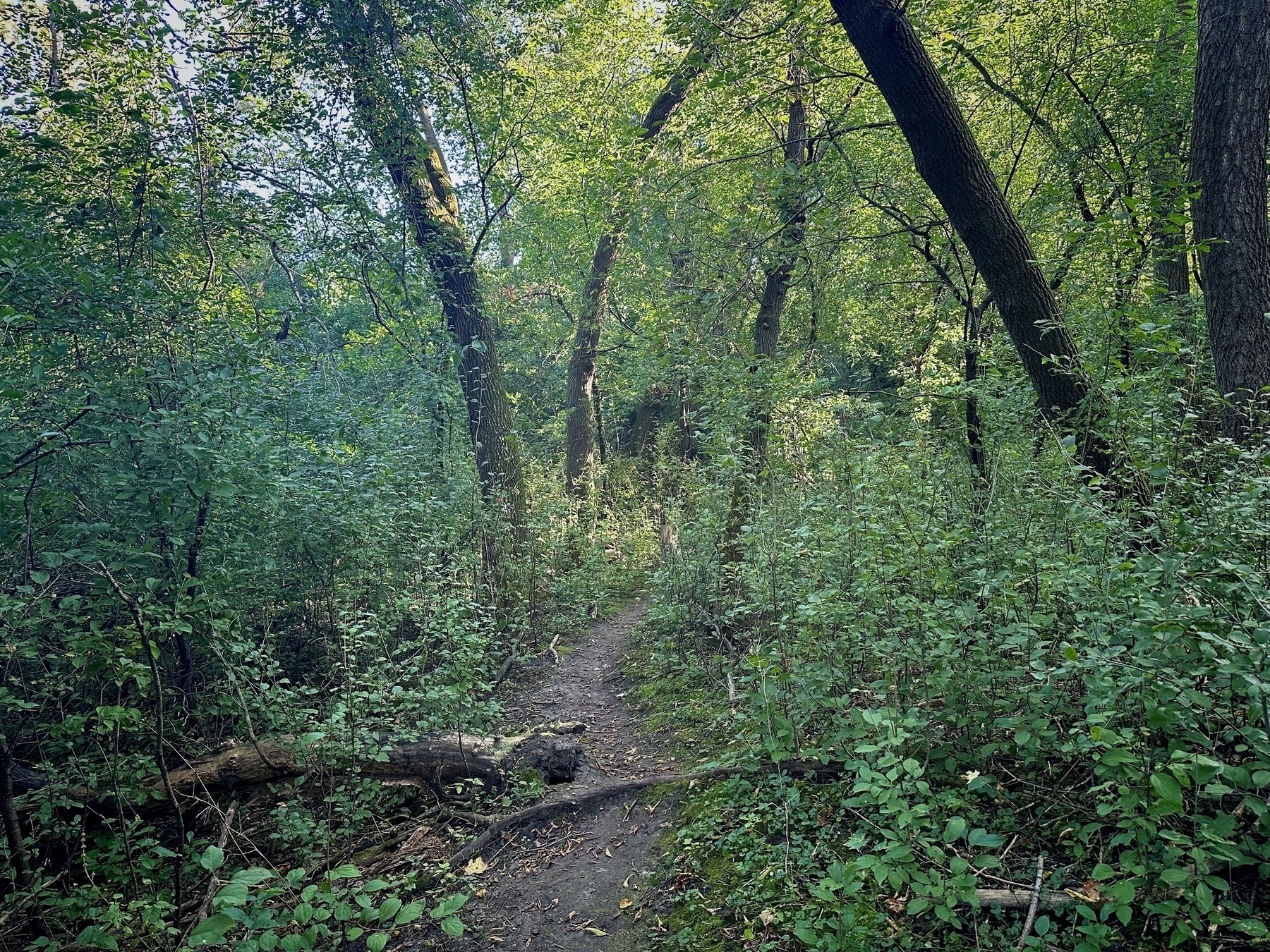 Dirt path winds through a dense forest of tall trees and thick green underbrush, with sunlight filtering through the leaves.