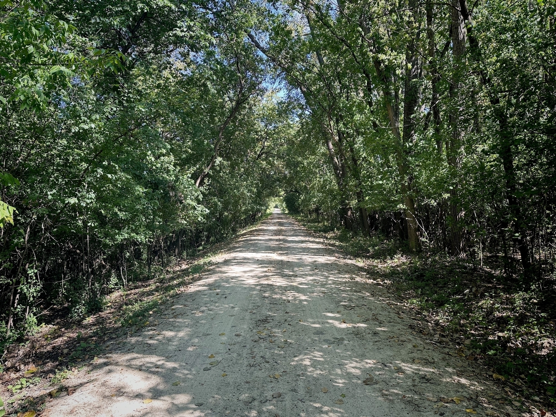 Wide dirt path extending into the distance, flanked by dense, tall green trees, casting shadows on the ground under a clear blue sky.