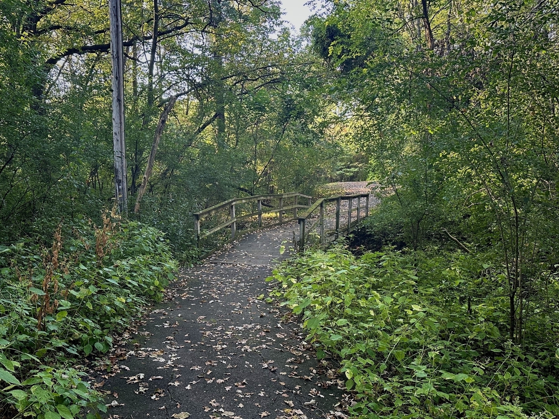 A paved path, covered in fallen leaves, winds through a lush, green forest and leads to a small wooden bridge under a canopy of trees.