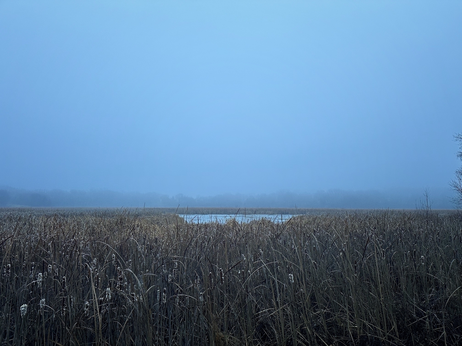 Tall, dense reeds in the foreground give way to a calm body of water under a heavy, overcast sky.