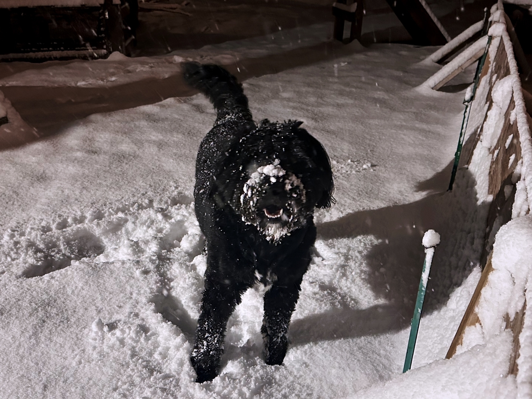 A black dog with snow on its face and body is standing against a white background.