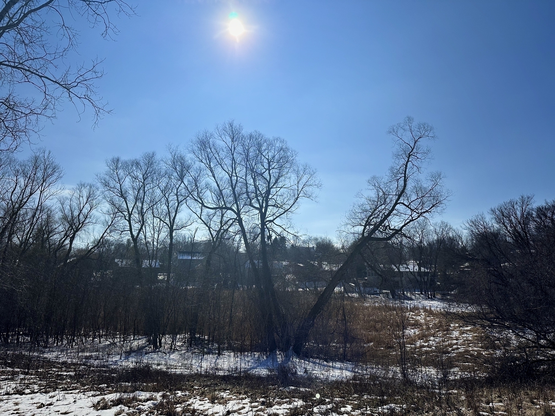 Leafless trees stand under a bright sun in a snowy landscape, hinting at early spring.