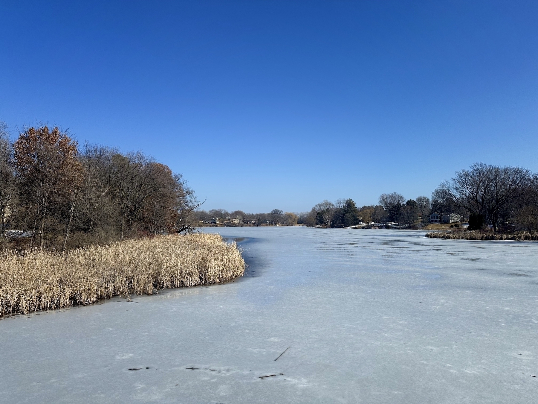 A frozen river edged by dry reeds and leafless trees, under a clear blue sky, with houses visible in the distance.