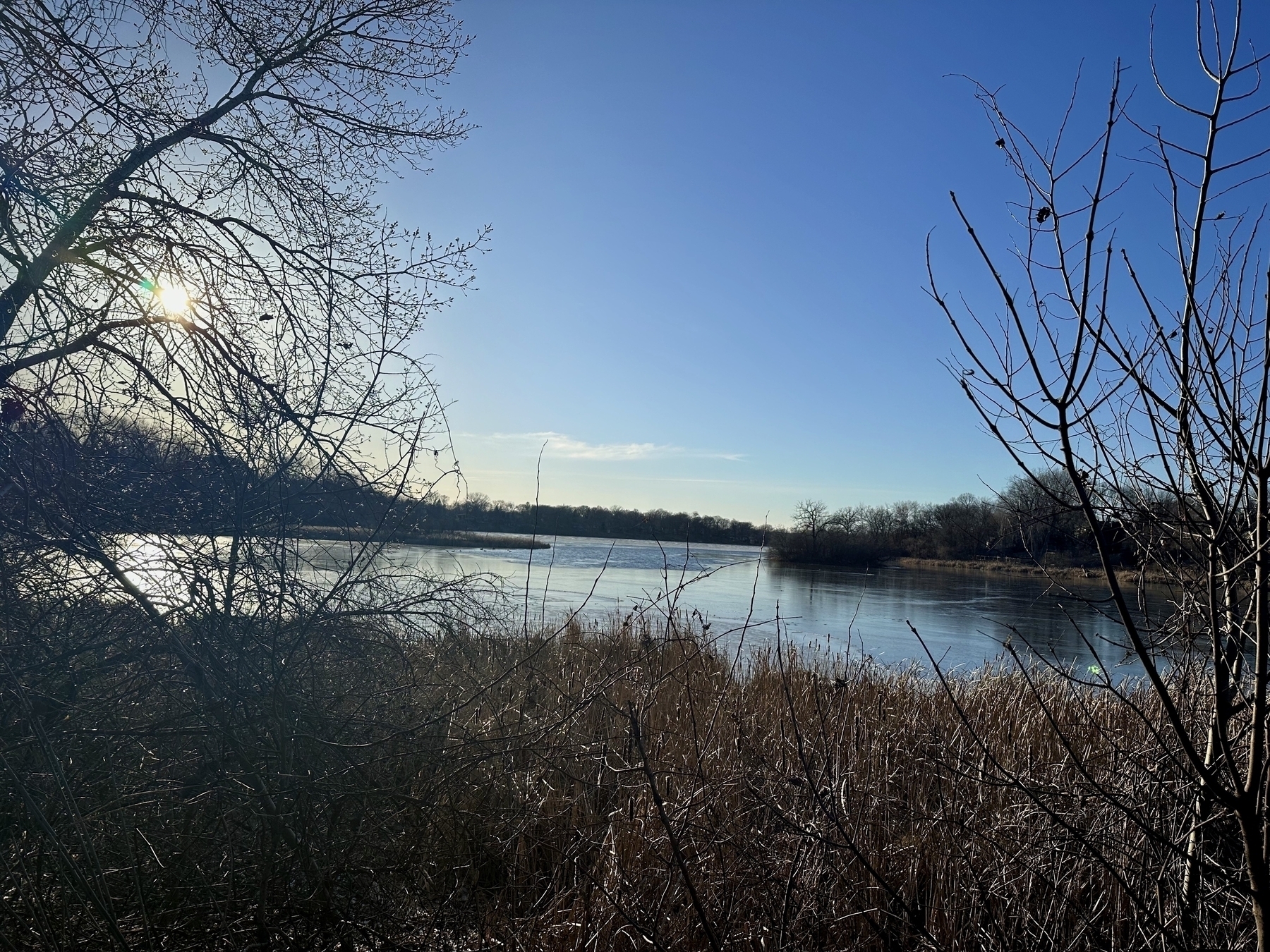 Bare branches frame a sunlit, partially frozen lake surrounded by dried reeds under a clear blue sky.