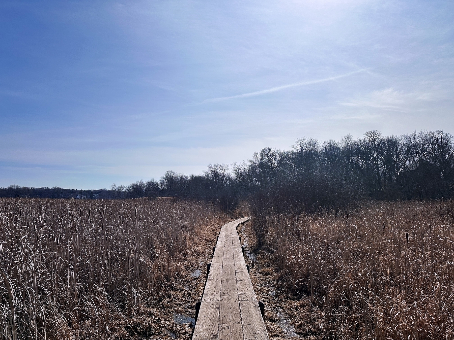 A wooden boardwalk meanders through tall, dry grass under a clear blue sky.