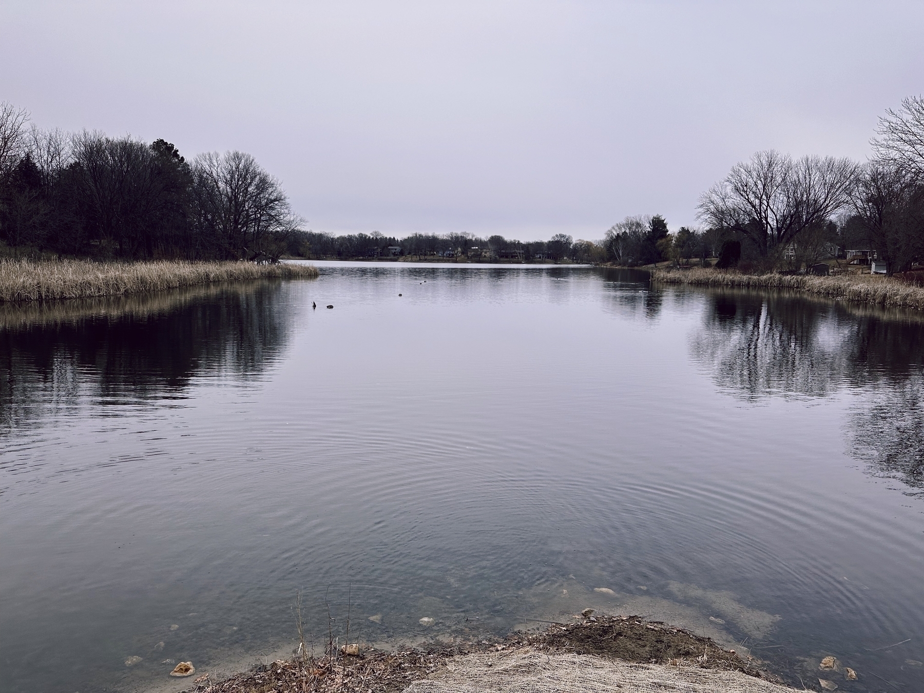 A calm lake reflects trees and overcast skies, with ducks swimming, surrounded by grasses and sparse residential areas.