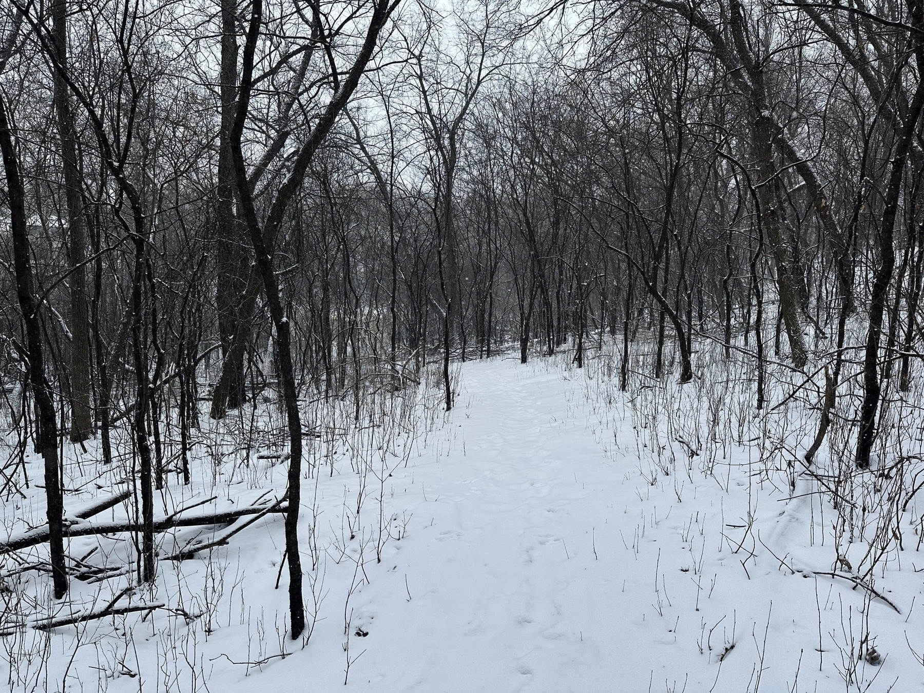 A snow-covered path winds through a bare deciduous forest, conveying a quiet, wintery atmosphere.