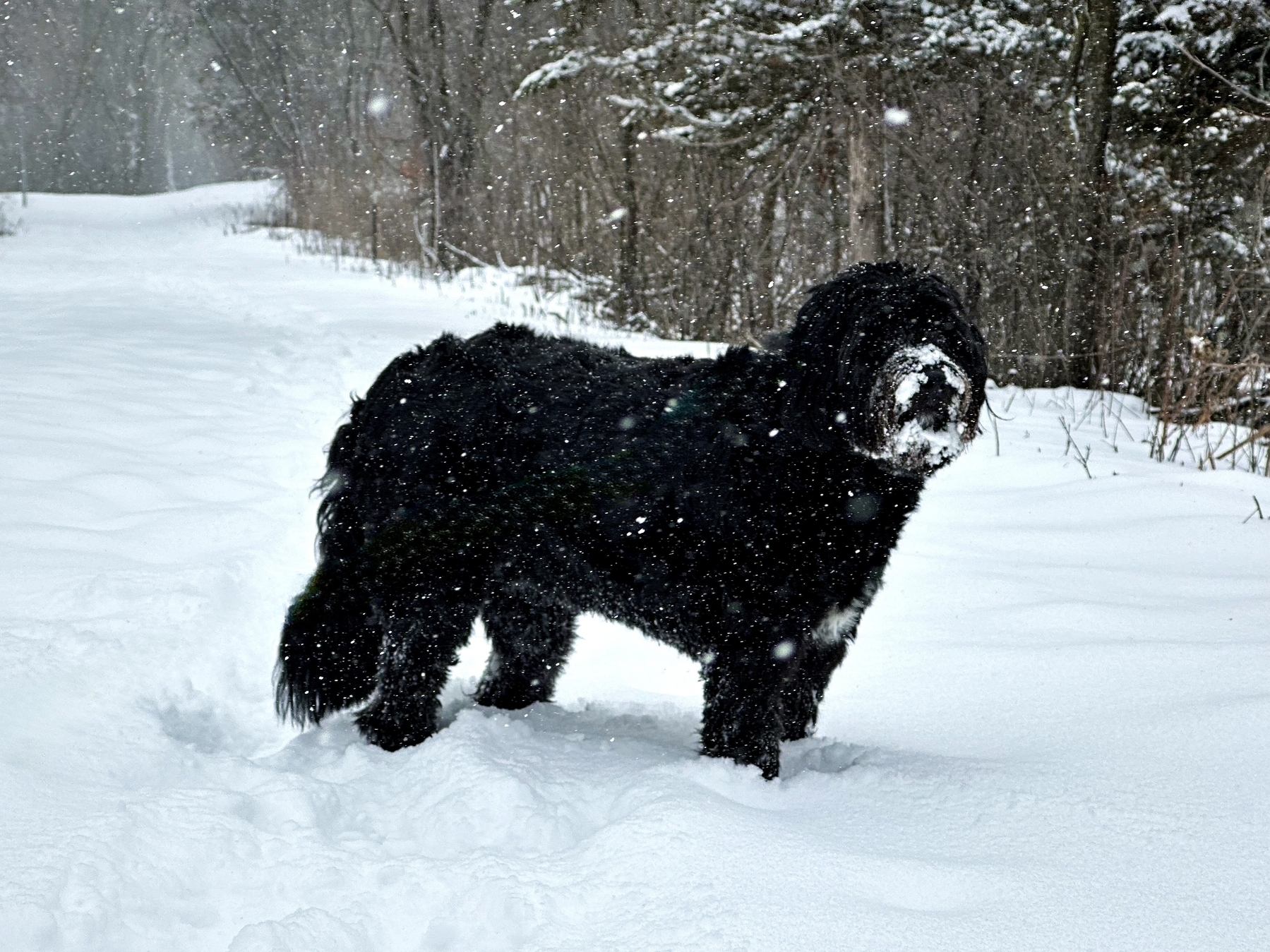 A black dog stands in the snow, flakes falling around, amidst a wintery forest backdrop.