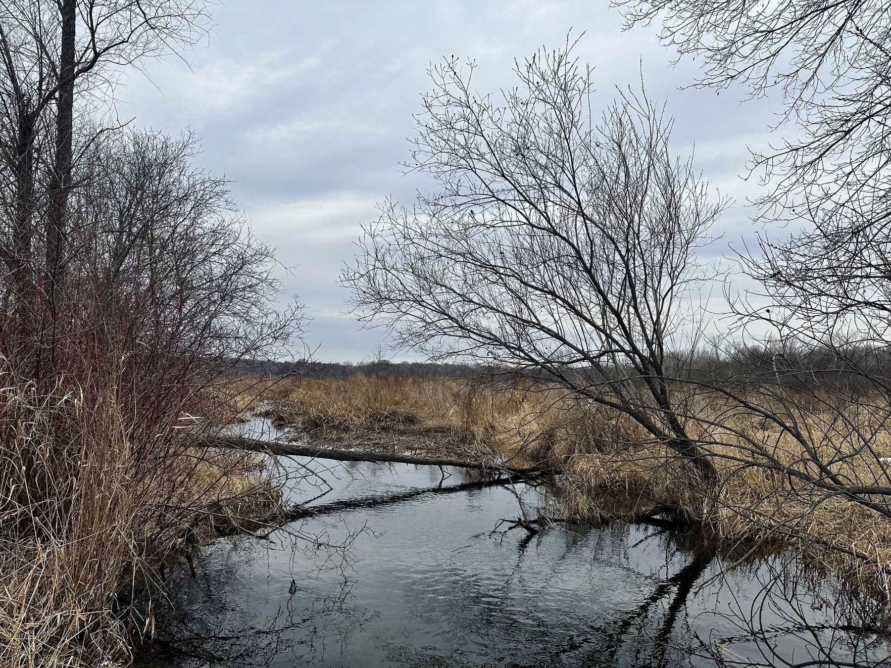 A narrow stream meanders through a dormant, grassy wetland, flanked by leafless trees under an overcast sky.