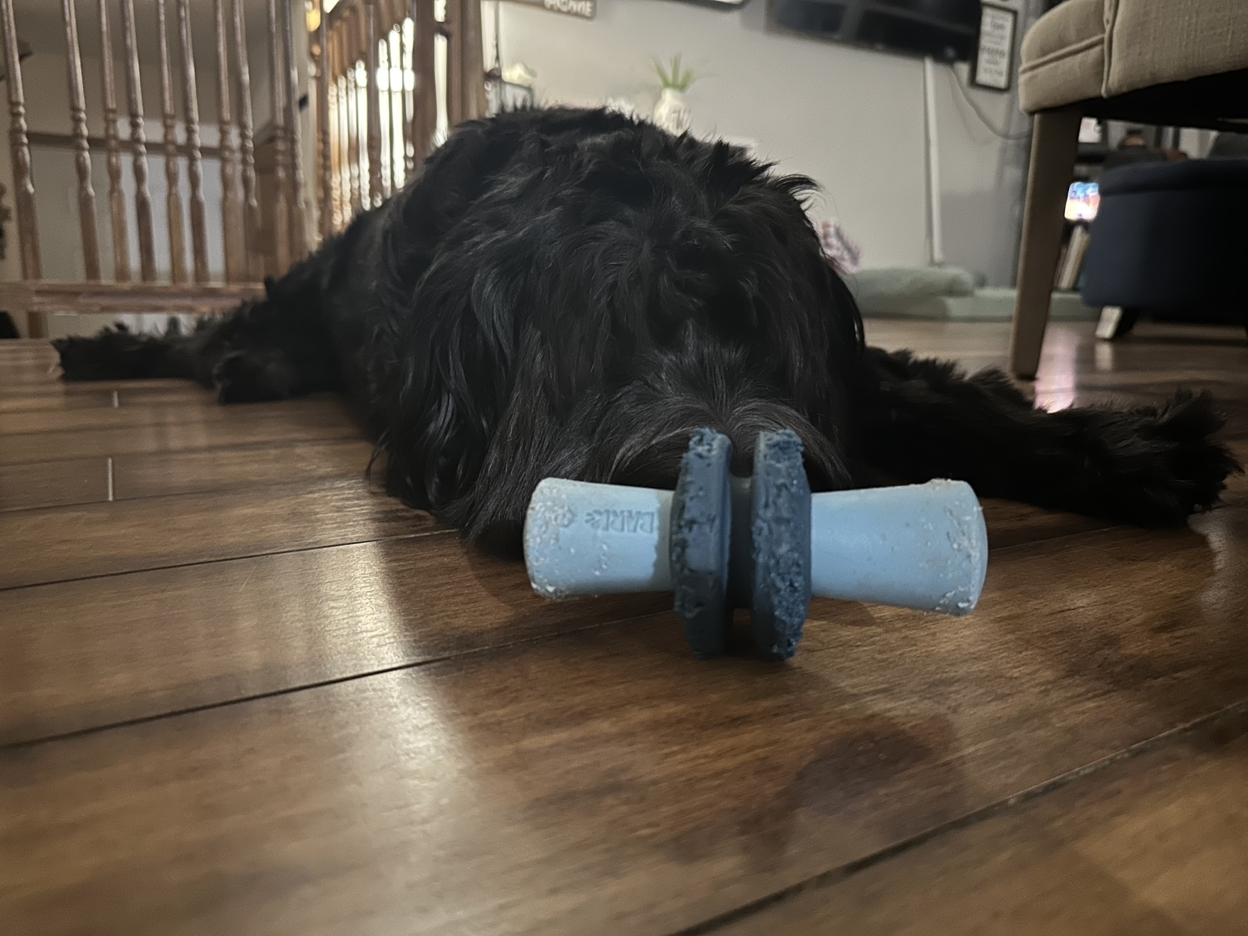 A black dog lies on a wooden floor with a blue toy in the foreground, resting its head out of view, in a home setting.