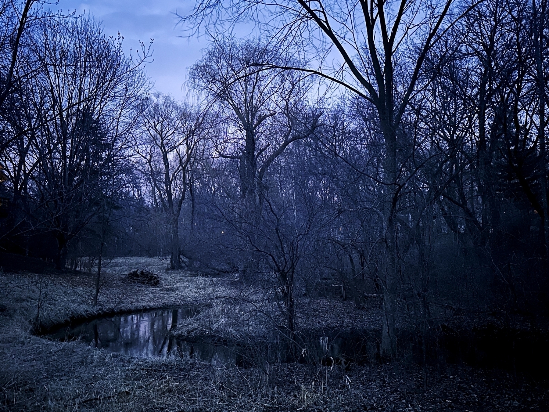 Barren trees surround a still creek at twilight, creating a serene yet eerie atmosphere.