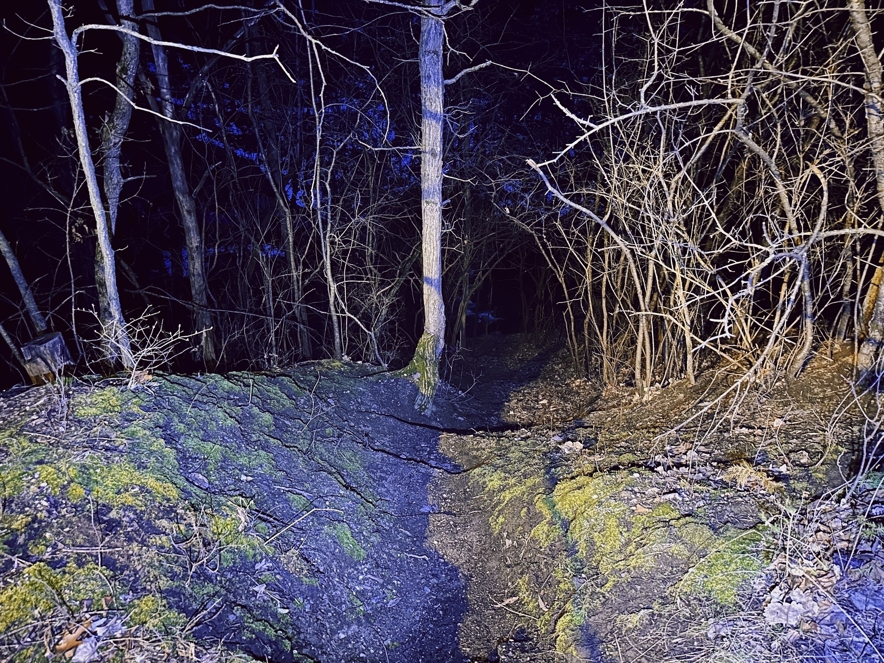 A moss-covered path leads into a dark, dense forest at night, illuminated by a light source from the viewpoint.