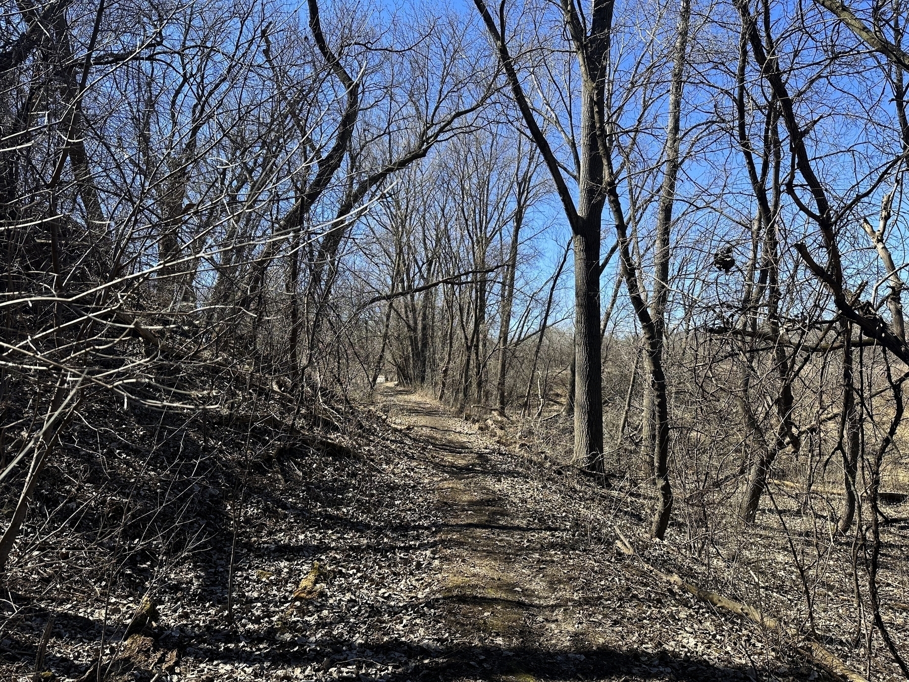 A leafless forest with a narrow trail amidst trees under a clear blue sky.
