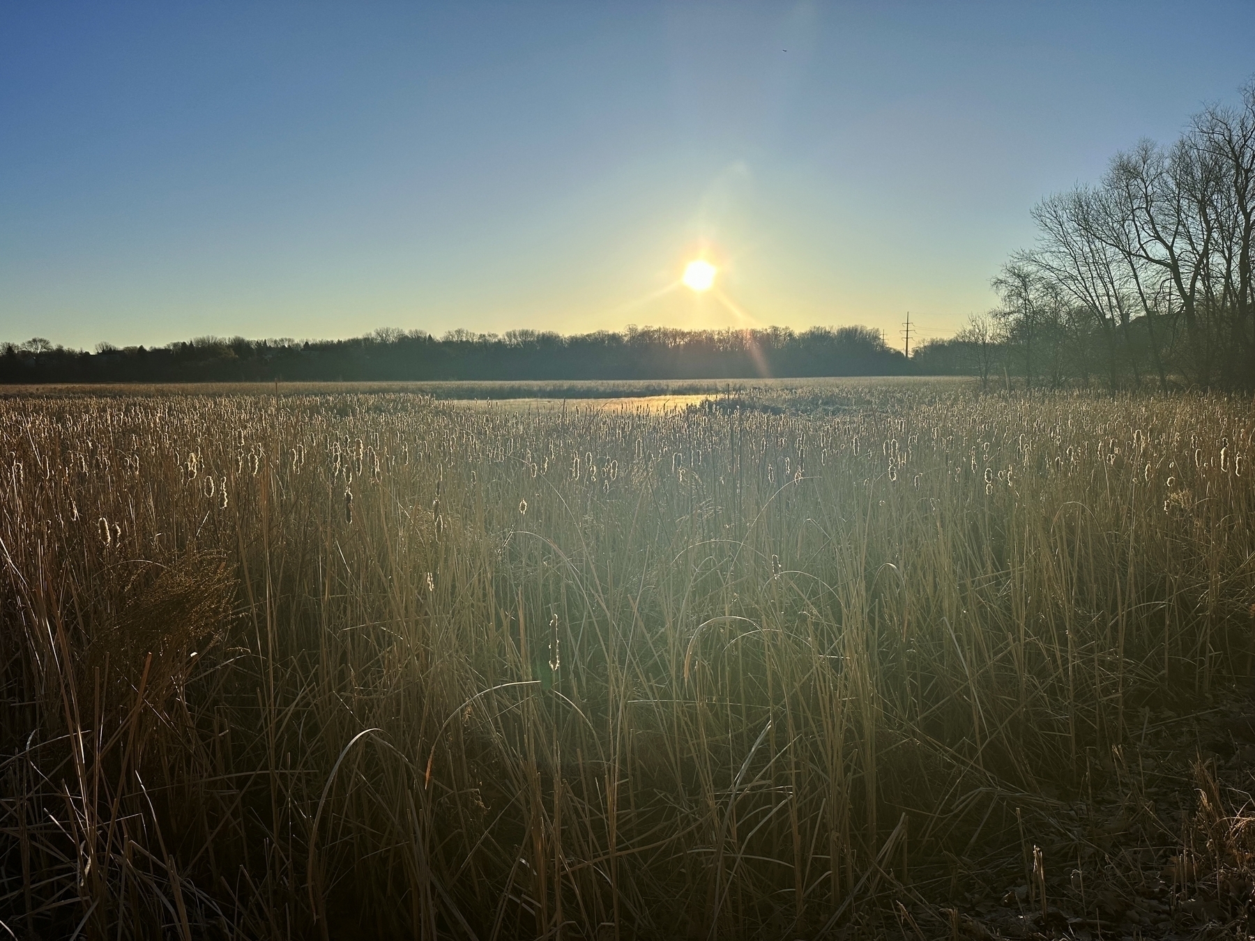 A golden sunrise illuminates a marsh of tall, dry reeds against a backdrop of trees and clear sky.