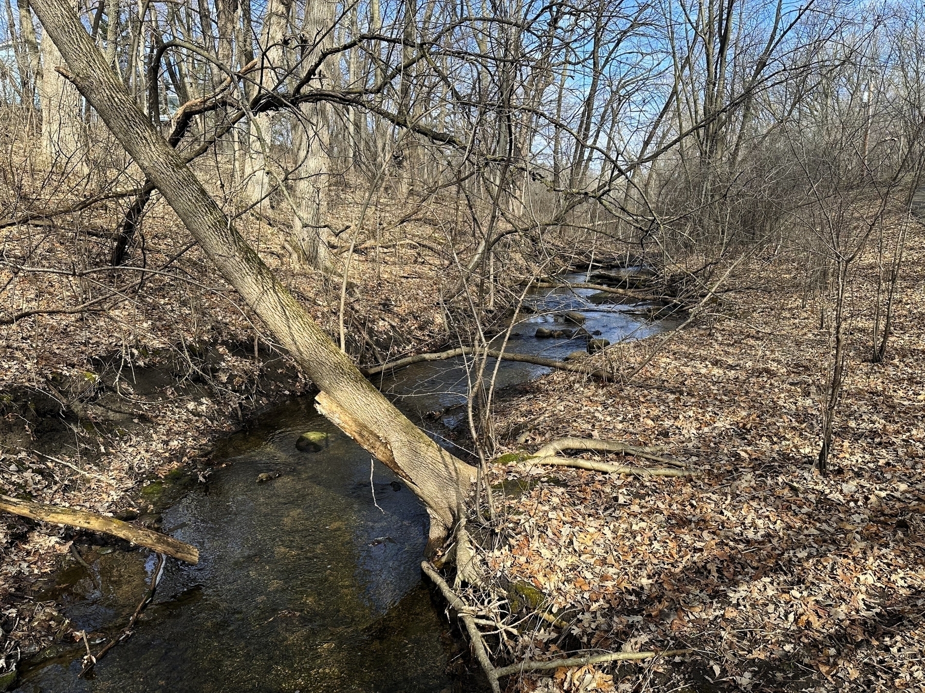 A small stream meanders through a leaf-strewn woodland with bare trees arching over the water, reflecting a clear sky above.