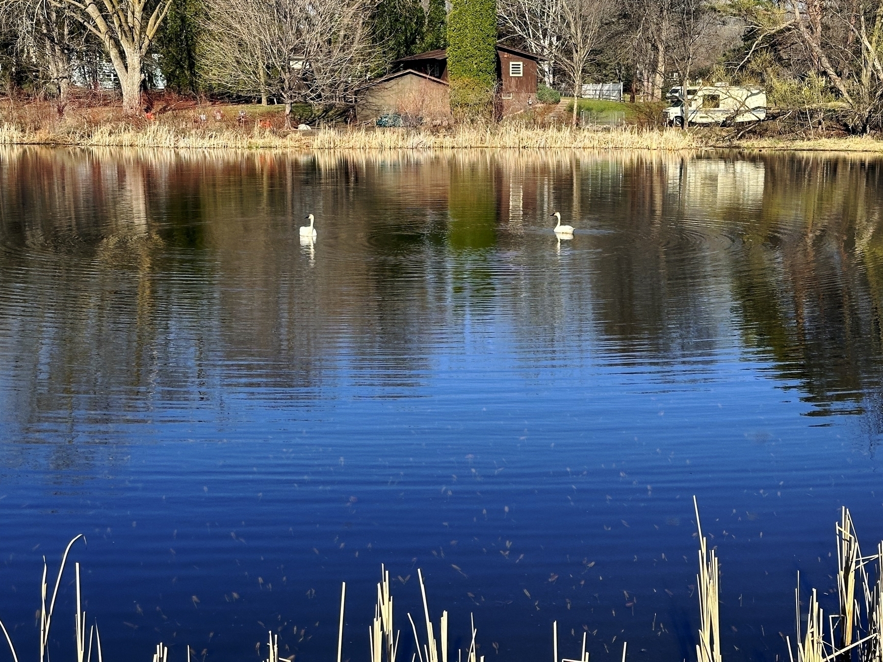 Two swans are swimming on a reflective pond surrounded by trees and reeds with buildings in the background.