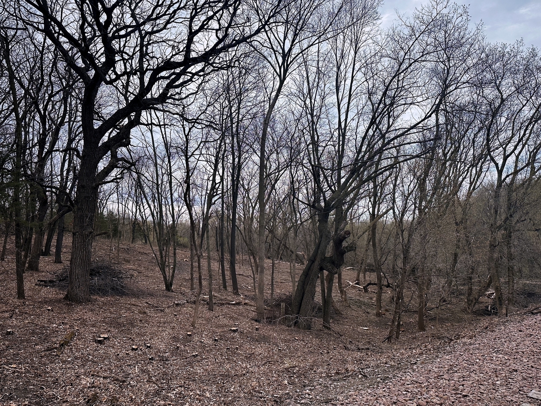 Leafless trees stand in a dry forest with a carpet of fallen leaves, under a cloudy sky.