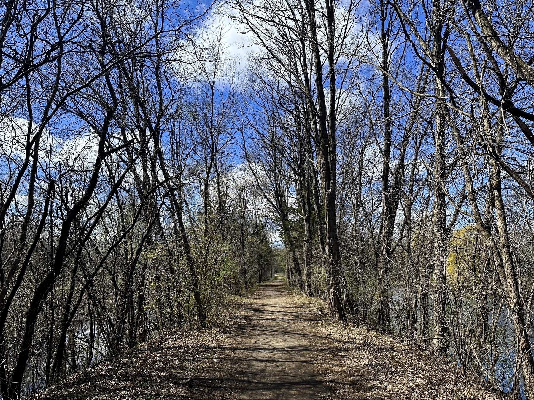 A dirt path winds through a forest with leafless trees under a clear blue sky.