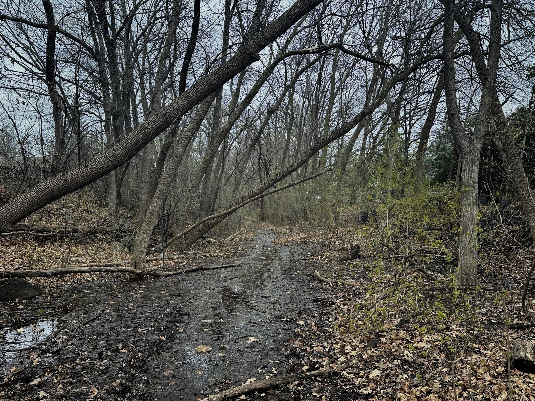 光秃秃的树木倾斜在树叶遍布的树木繁茂的地区的泥泞小路上，暗示着自然的环境，可能是秋天或冬天，没有明显的人类存在。