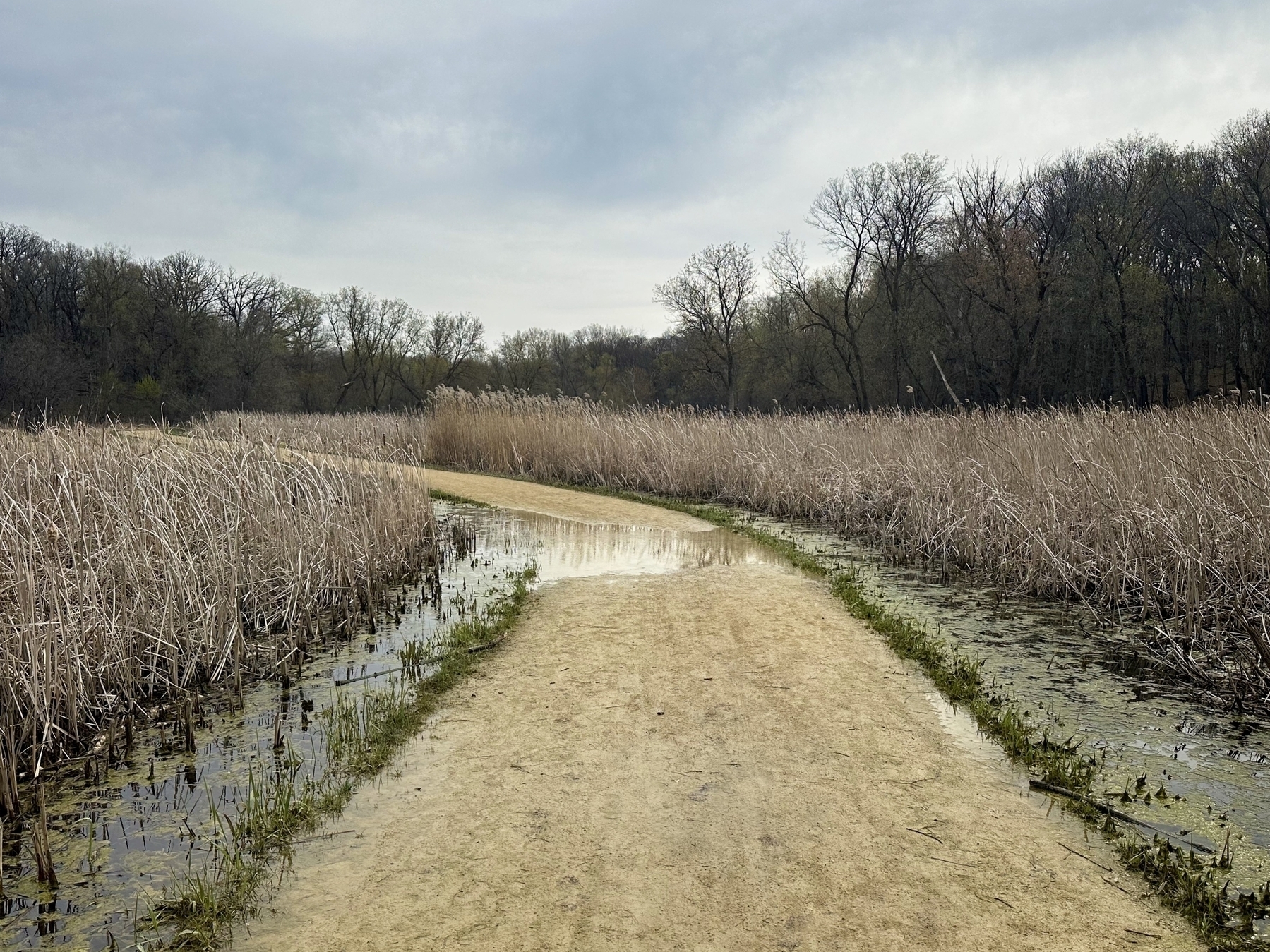 A dirt path cuts through wetland with tall, dry reeds on either side, under an overcast sky.